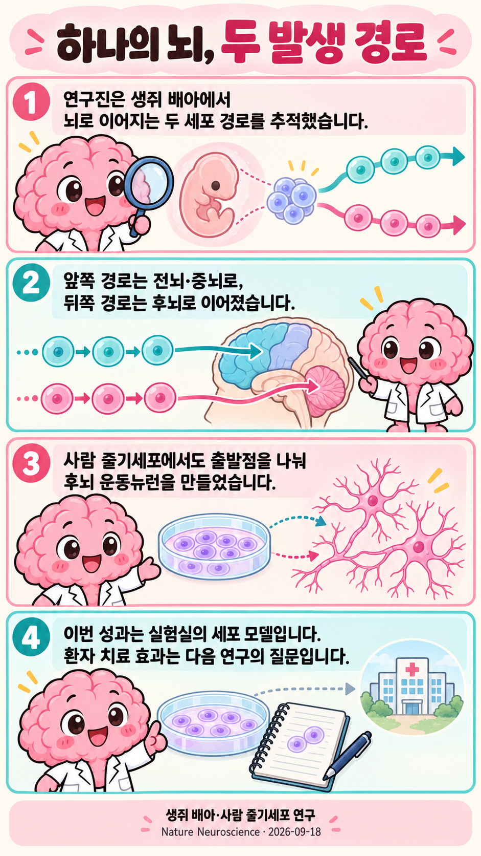 분홍 뇌 모양의 Brain 박사가 생쥐 배아의 두 경로, 전뇌·중뇌와 후뇌의 발생, 사람 줄기세포의 운동뉴런 분화, 치료 전 연구 단계를 네 컷으로 안내합니다.