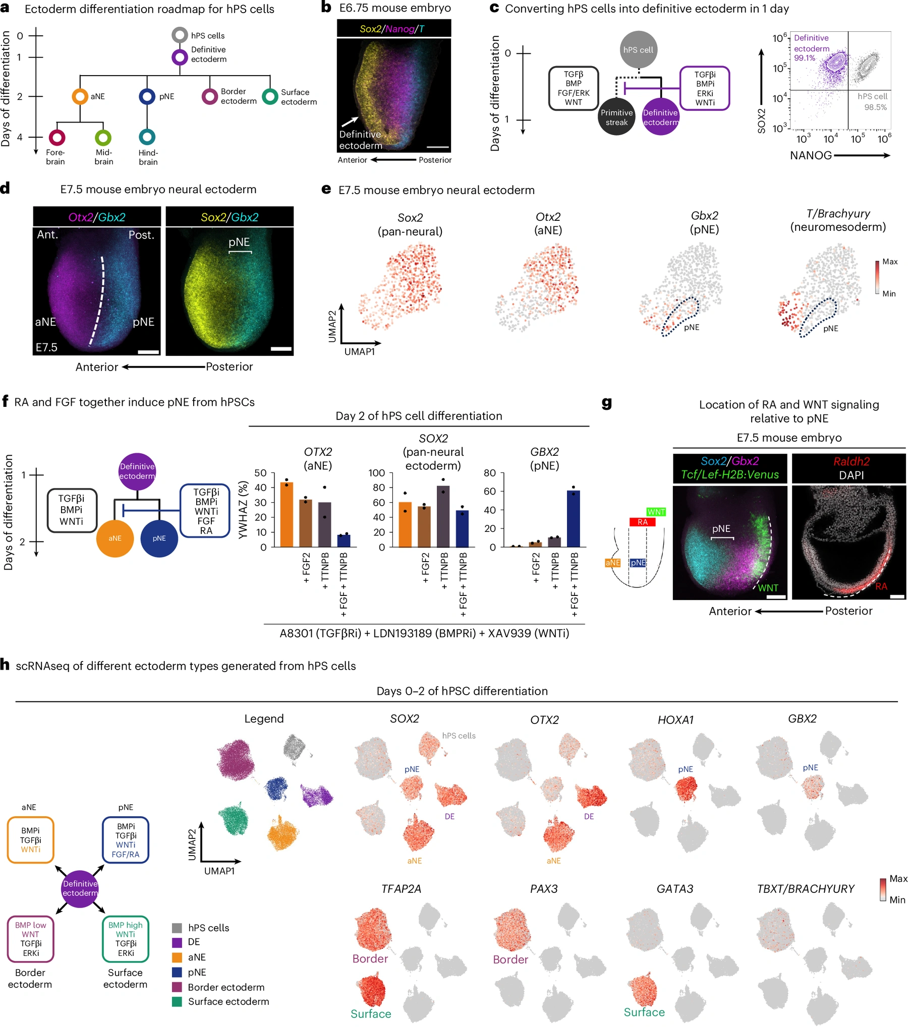 Nature Neuroscience 논문의 Figure 1입니다. 생체와 배양 조건의 앞 신경외배엽 aNE 및 뒤 신경외배엽 pNE를 비교한 여러 실험 패널이 배열되어 있습니다.