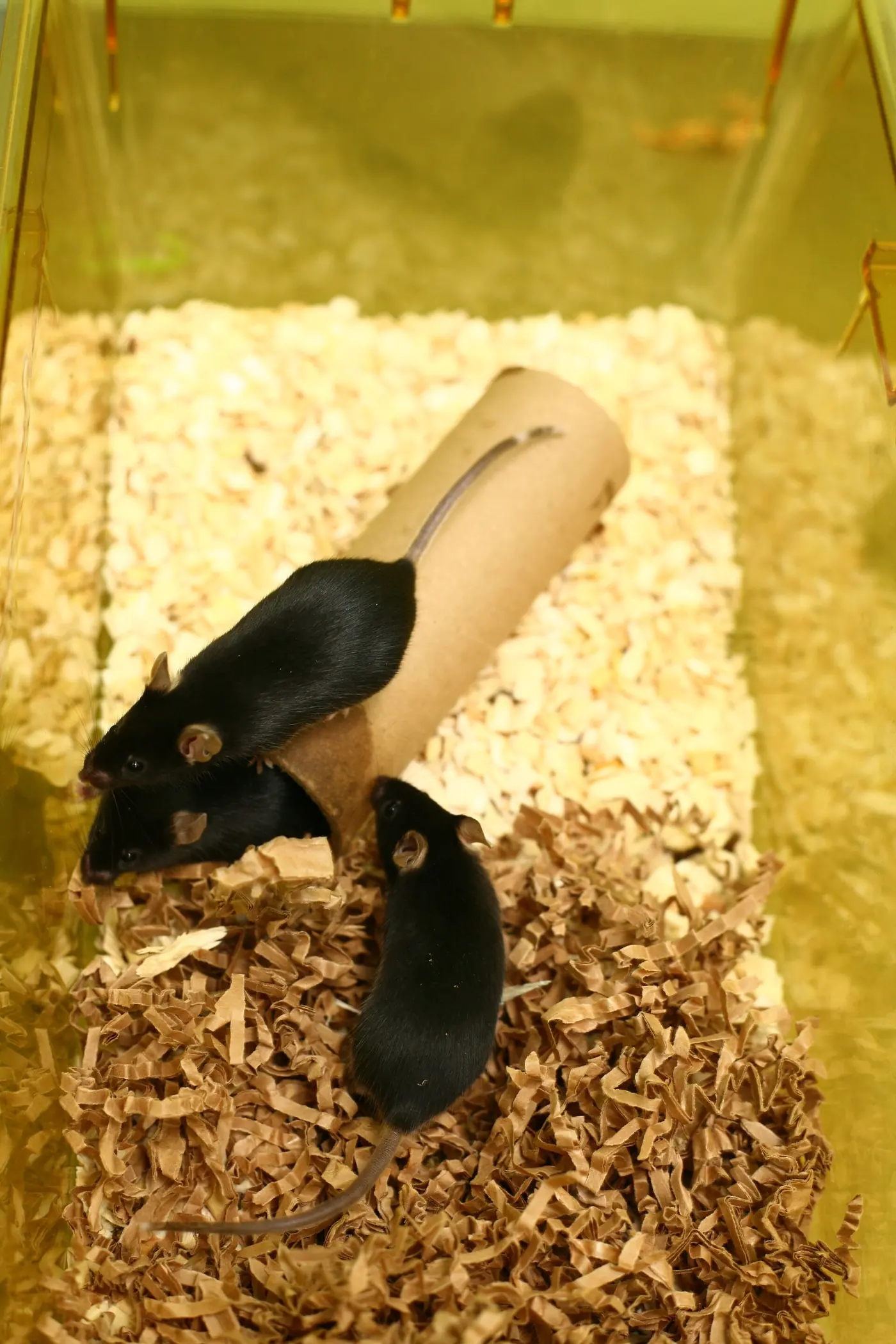 톱밥이 깔린 사육장 안에 검은 실험용 생쥐 세 마리가 함께 있는 모습