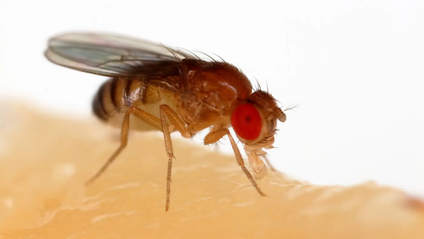 바나나에 앉아 주둥이를 내밀고 먹이를 빨아들이는 초파리(Drosophila melanogaster)의 근접 사진