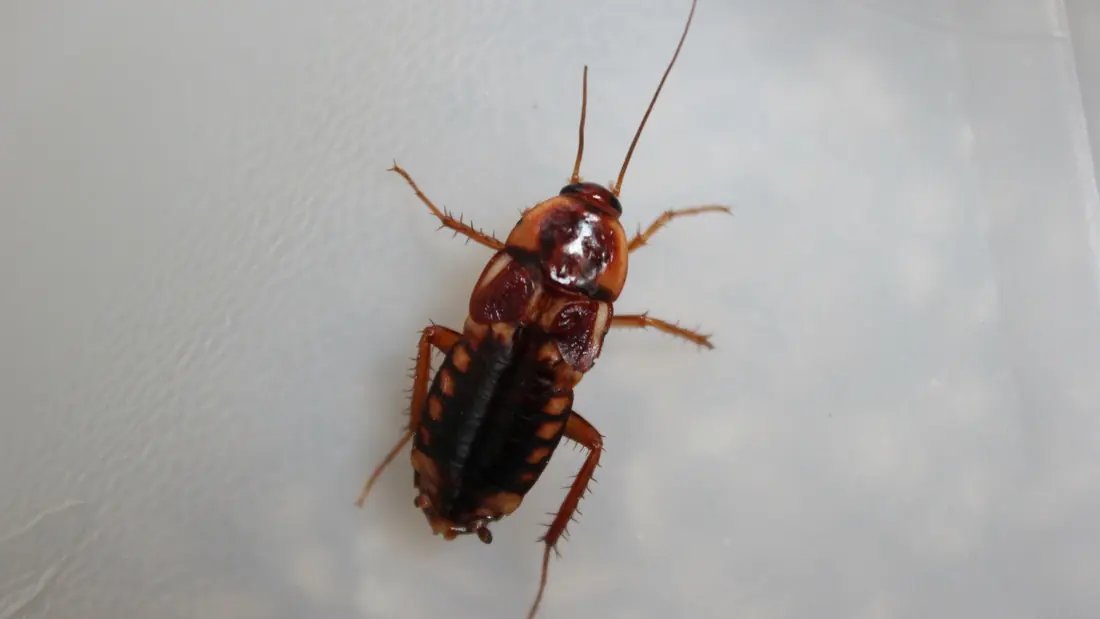 실험용으로 널리 쓰이는 레드러너 바퀴벌레(Shelfordella lateralis) 성체의 근접 사진