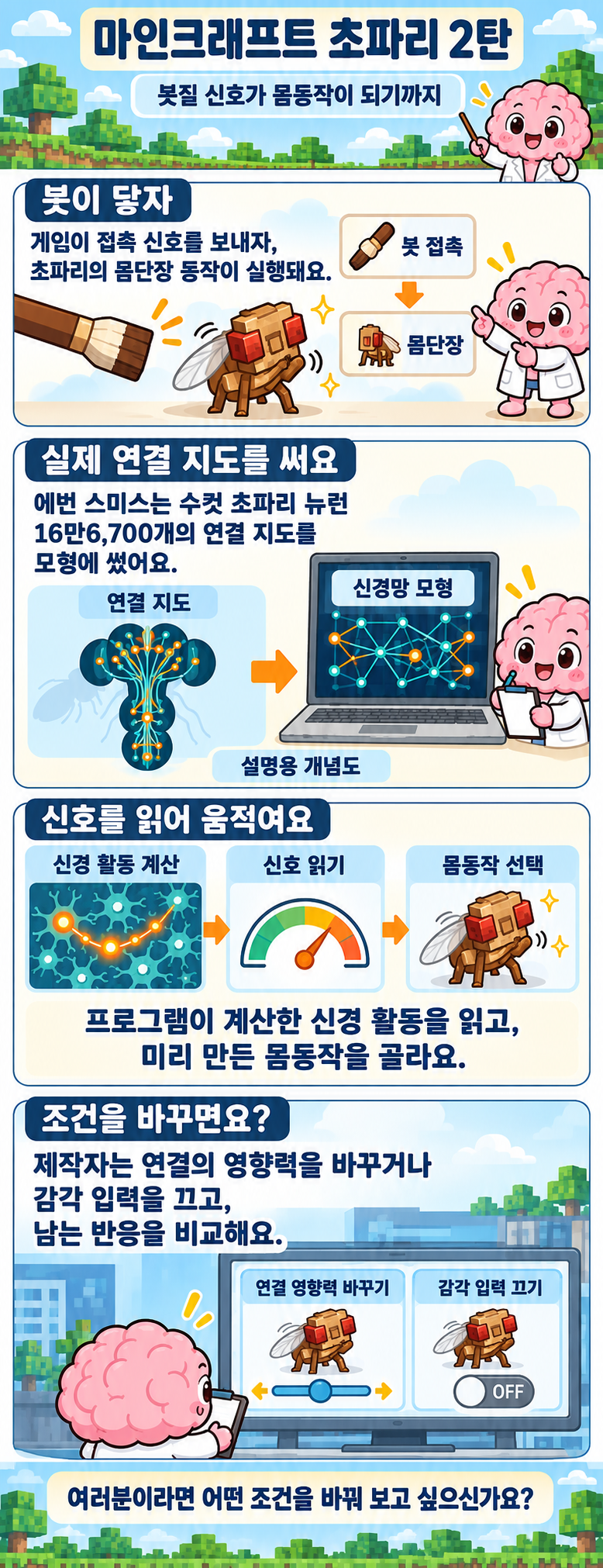 세로 네 컷 만화. 붓 접촉 신호에 몸단장하는 게임 초파리, 수컷 뉴런 16만6,700개의 연결 지도를 신경망 모형에 쓰는 과정, 신경 활동 계산에서 신호 읽기와 몸동작 선택으로 이어지는 흐름, 연결 영향력과 감각 입력 조건을 바꾸어 반응을 비교하는 장면을 Brain 마스코트가 안내해요.