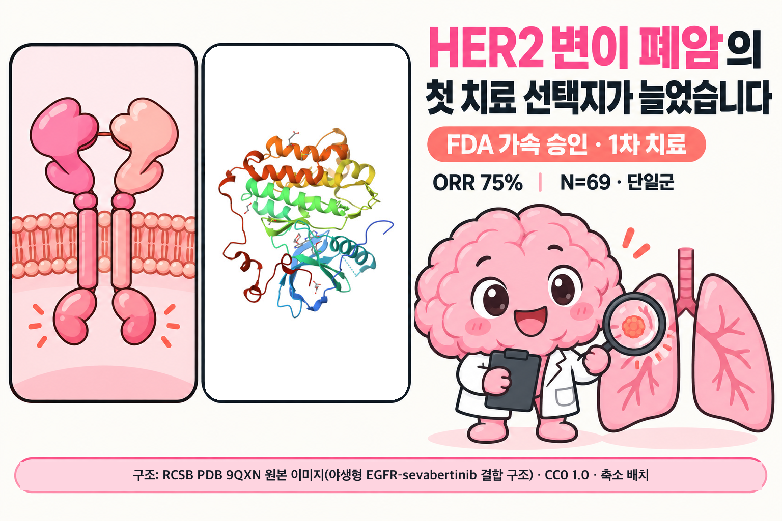 세포막의 HER2 수용체 도식과 RCSB PDB 9QXN 원본 리본 구조(야생형 EGFR–sevabertinib 결합 구조) 옆에서 Brain 박사가 폐 그림의 변이 표식을 돋보기로 확인하며, ‘HER2 변이 폐암의 첫 치료 선택지가 늘었습니다’, ‘FDA 가속 승인 · 1차 치료’, ‘ORR 75%’, ‘N=69 · 단일군’ 문구가 적힌 표지
