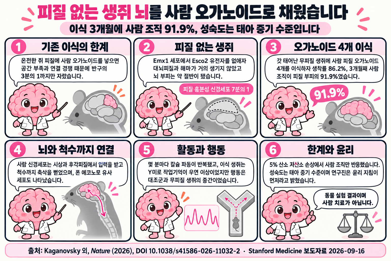 Brain 박사가 여섯 컷으로 설명하는 학습만화입니다. 1컷은 온전한 설치류 피질에 오가노이드를 넣으면 공간과 연결 경쟁 때문에 반구의 3분의 1까지만 자란다는 한계를 소개합니다. 2컷은 Emx1 세포의 Esco2를 없애 대뇌피질·해마를 비운 무피질 생쥐의 뇌 부피가 약 절반이고 피질 흥분성 신경세포가 7분의 1로 줄었다고 설명합니다. 3컷은 갓 태어난 무피질 생쥐에 사람 피질 오가노이드 4개를 이식해 생착률 86.2%, 3개월째 사람 조직 91.9%를 얻었다고 보여 줍니다. 4컷은 사람 신경세포가 시상·후각피질 입력을 받고 척수까지 축삭을 뻗었으며 폰 에코노모 유사 세포가 나타났다고 설명합니다. 5컷은 몇 분마다 반복되는 칼슘 파동과 Y미로 작업기억이 우연 이상이었지만 행동은 대조군과 무피질 생쥐의 중간이었다고 정리합니다. 6컷은 5% 산소 저산소 손상에서 사람 이식 조직의 반응이 두드러졌고 성숙도는 태아 중기 수준이며 윤리 지침이 필요하다고 마무리합니다.