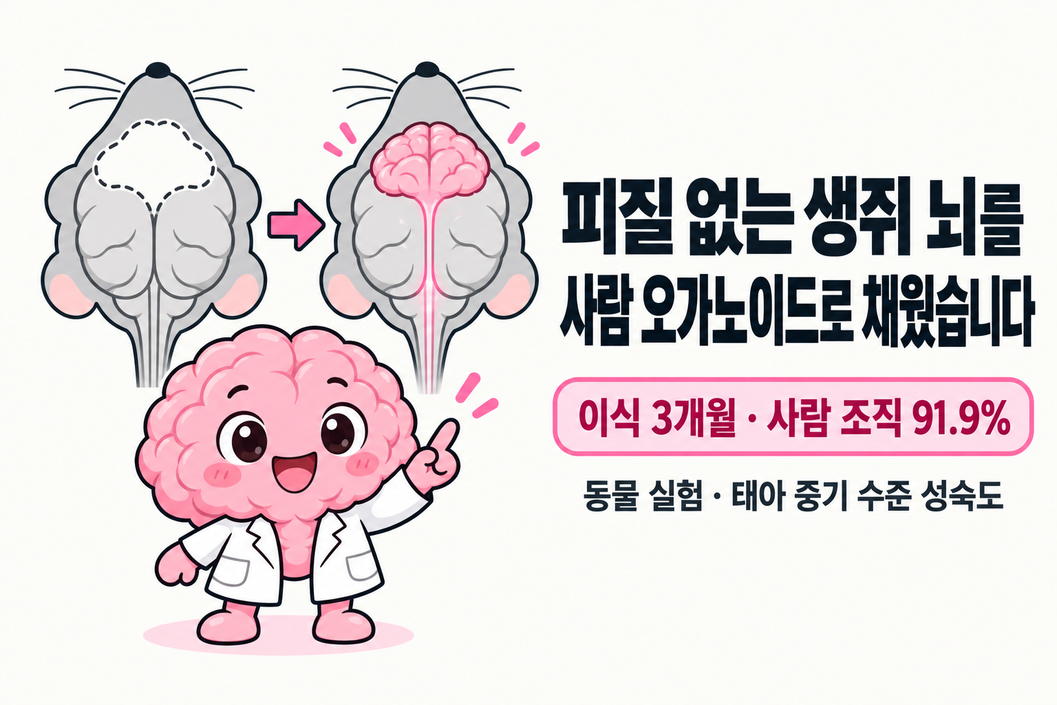 Brain 박사가 피질이 비어 있는 생쥐 뇌 도식과 사람 피질 오가노이드가 그 자리를 채운 뇌 도식을 나란히 가리키고, ‘피질 없는 생쥐 뇌를 사람 오가노이드로 채웠습니다’, ‘이식 3개월 · 사람 조직 91.9%’, ‘동물 실험 · 태아 중기 수준 성숙도’ 문구가 적힌 표지
